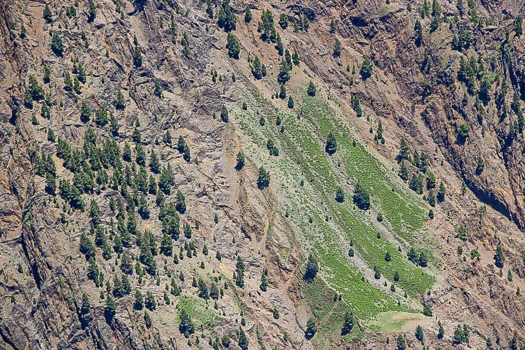 Painting-like wallpaper, evergreen trees on a volcano rock in La Palma. La Palma - The Hidden Gem of the Canary Islands, article by Kiss My Backpack at https://www.kissmybackpack.com/