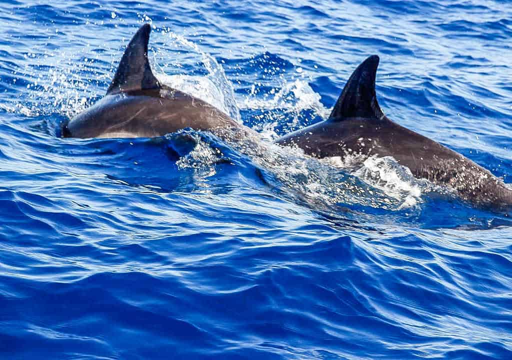 Two dolphins in the blue ocean water in La Palma. La Palma - The Hidden Gem of the Canary Islands, article by Kiss My Backpack at https://www.kissmybackpack.com/