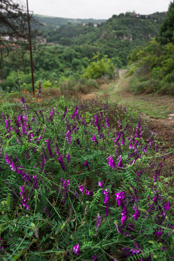 Purple flowers and a forest path