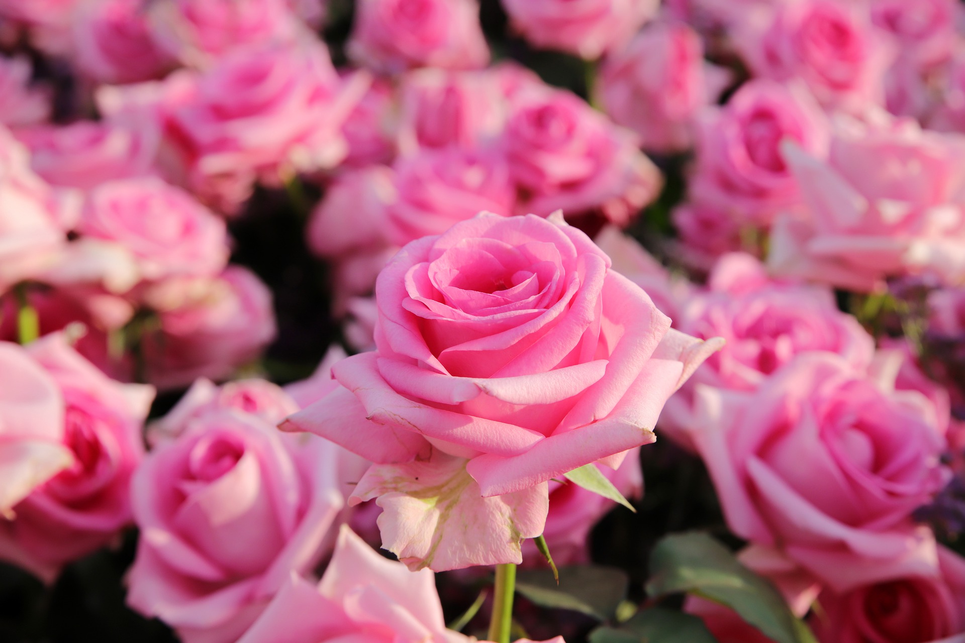 A field full of roses