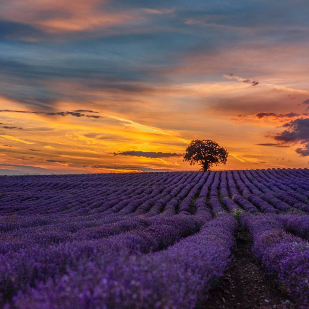 Lavender field during sunset in Dobrich Province, which is located in the Dobrudja Plateau, Bulgaria