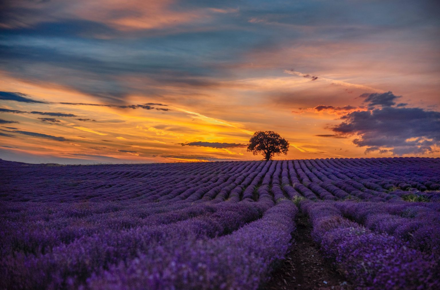 Lavender field during sunset in Dobrich Province, which is located in the Dobrudja Plateau, Bulgaria