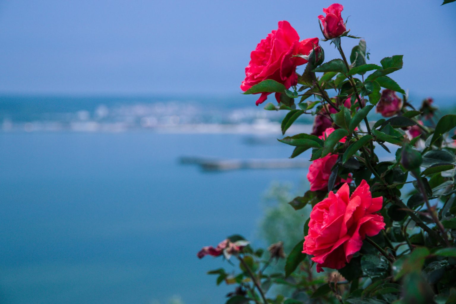 A panorama of Varna, Bulgaria in the background and roses on the foreground