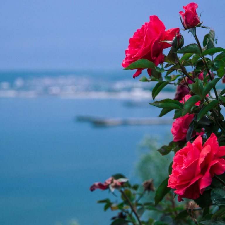 A panorama of Varna, Bulgaria in the background and roses on the foreground