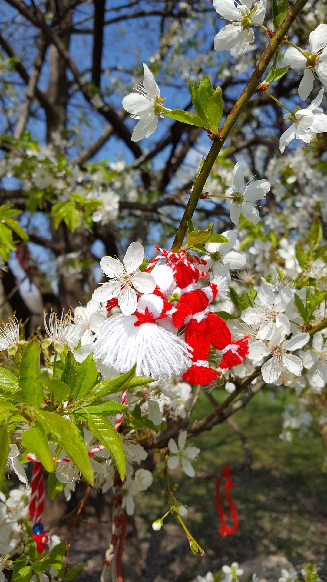 A red and white martenitsa hung on a blooming tree