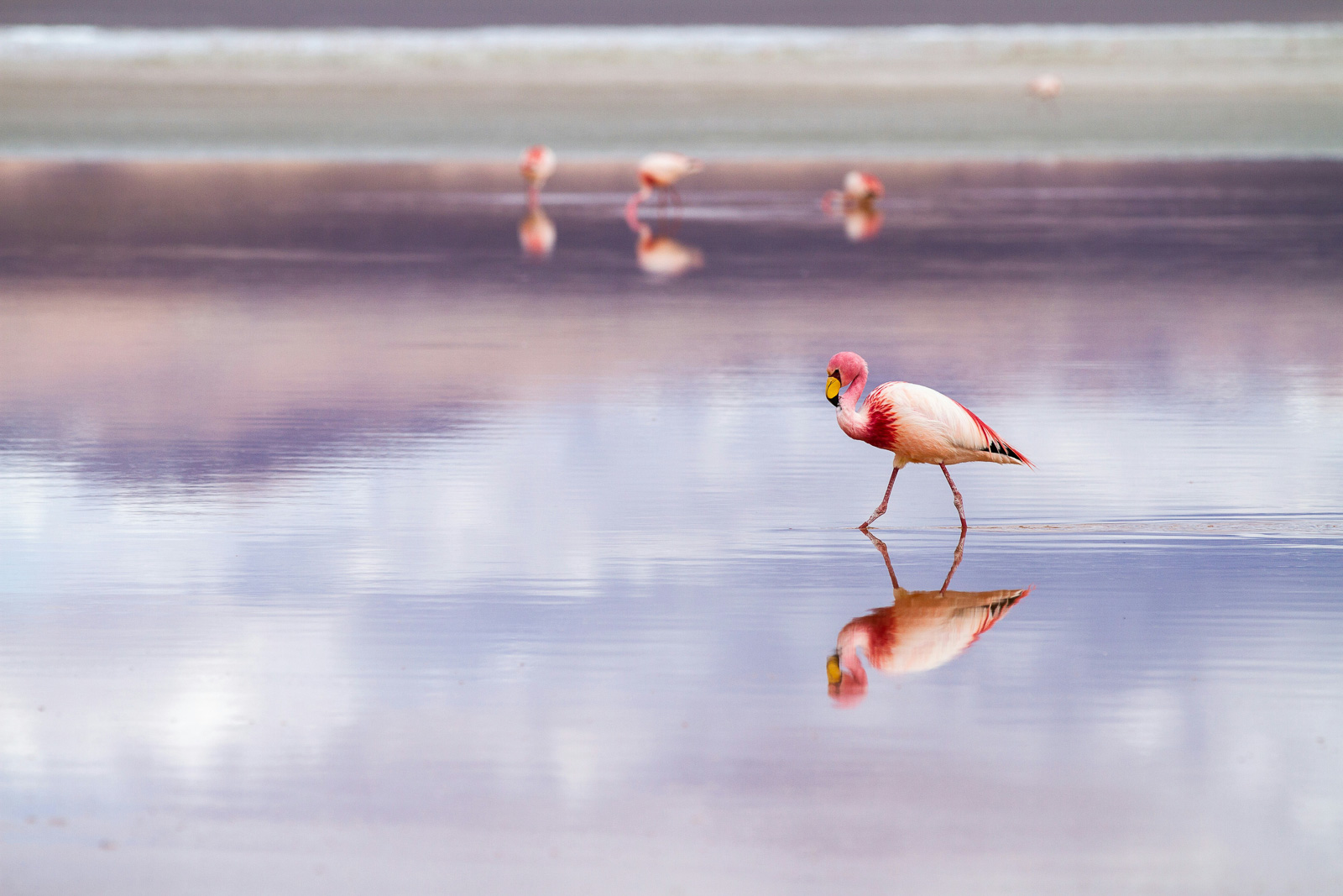 Pink flamingos on a pink lake