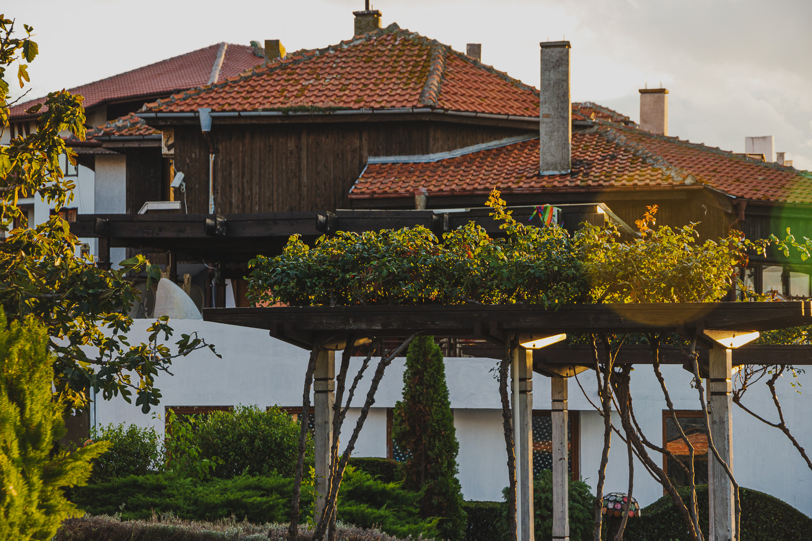 grape vines in a backyard with red roofs in the background