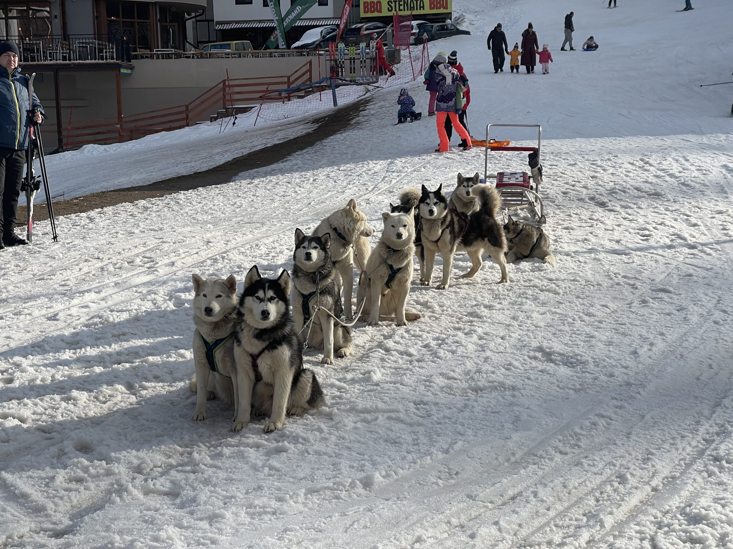 Husky dog sleigh rides at Pamporovo