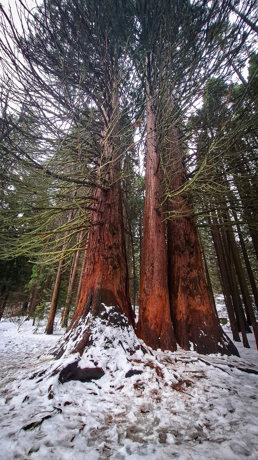 3 giant sequoia trees