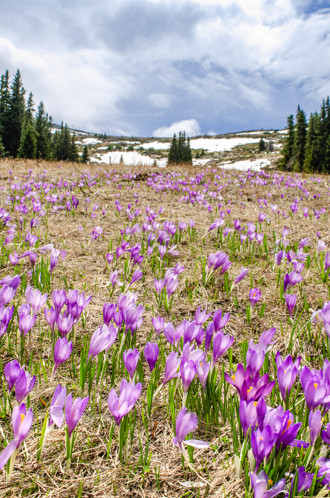 Mountain panorama with a field of purple crocuses