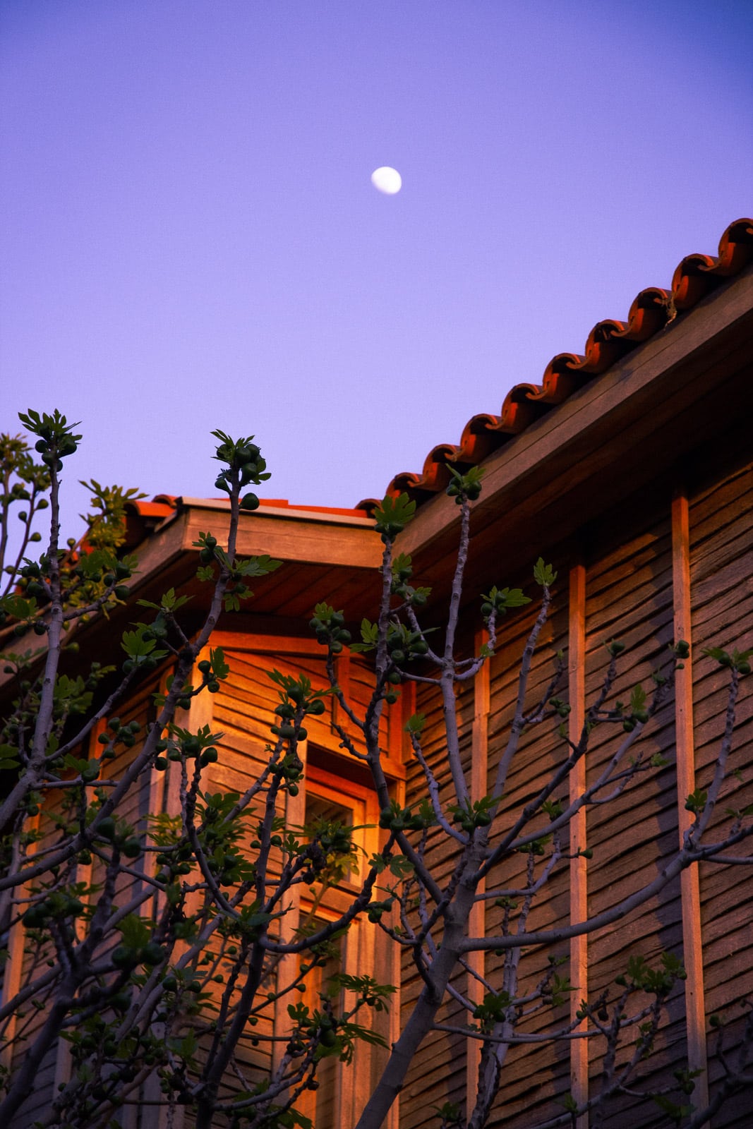 the wooden exterior of the ethnographic museum with a tree in front and the moon in the sky