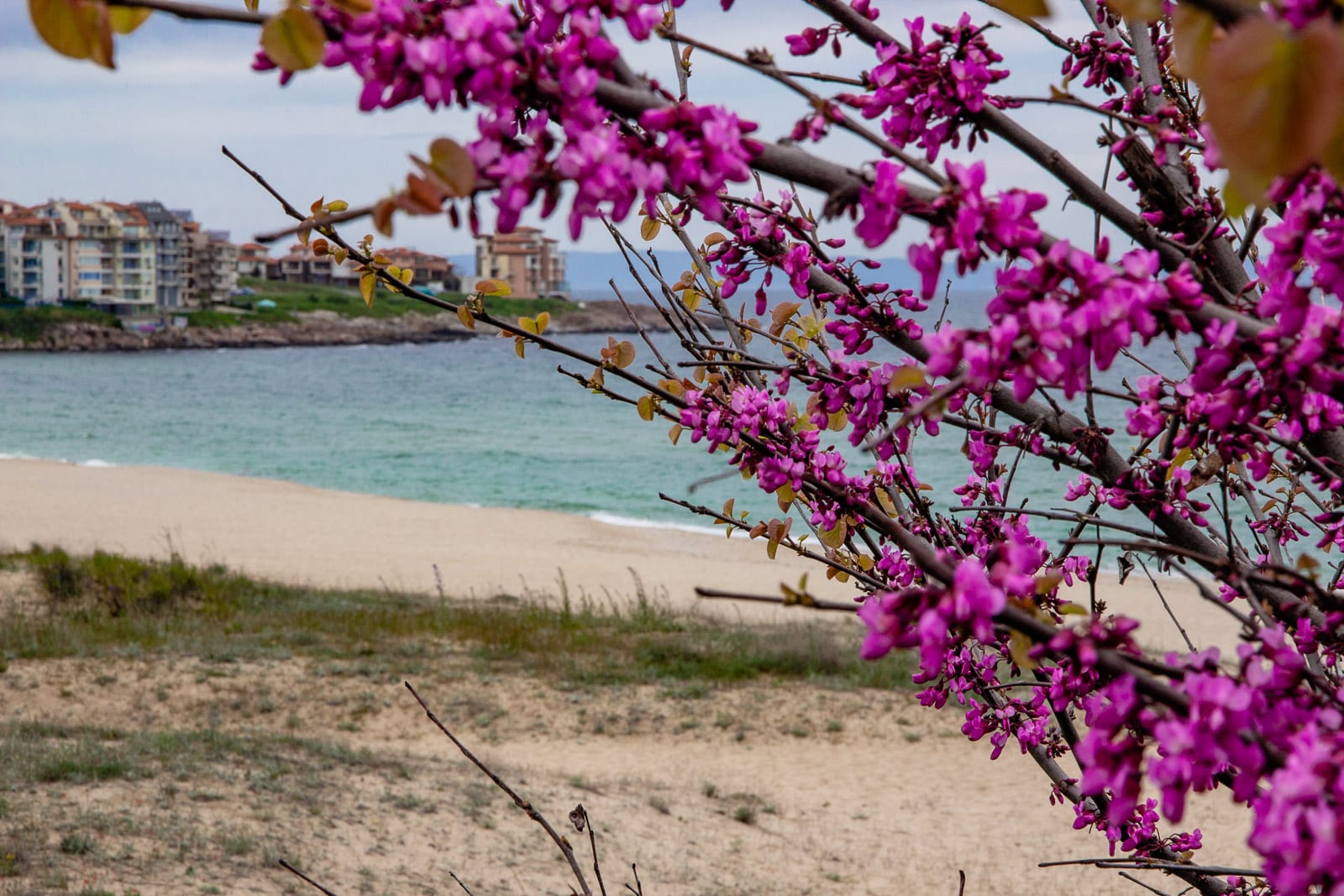 Vibrant pink blossoms frame a scenic view of a sandy beach with gentle waves