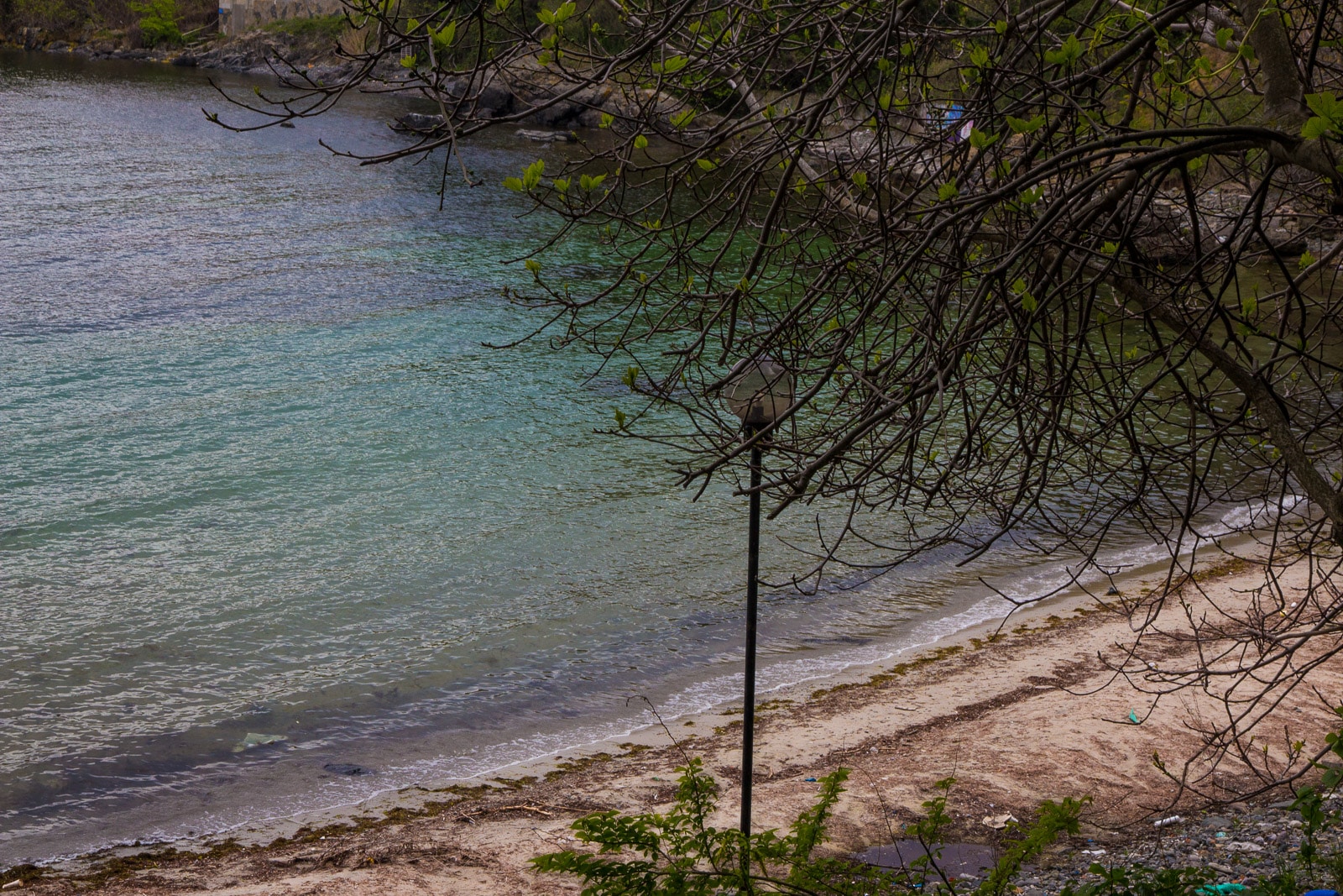 A tranquil beach scene with clear turquoise water, a sandy shore, and overhanging tree branches