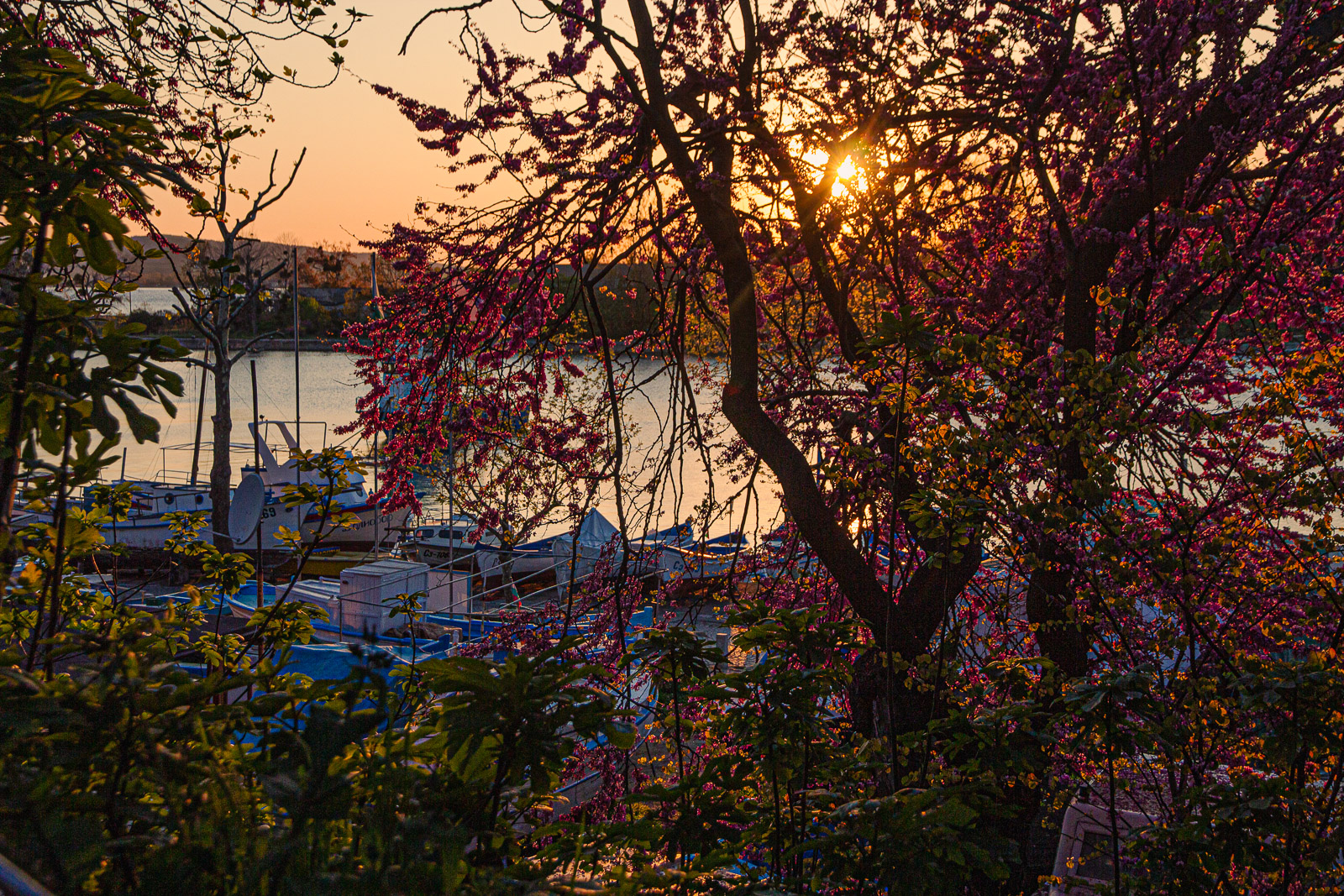 Sozopol sea port with trees and old boats during sunset