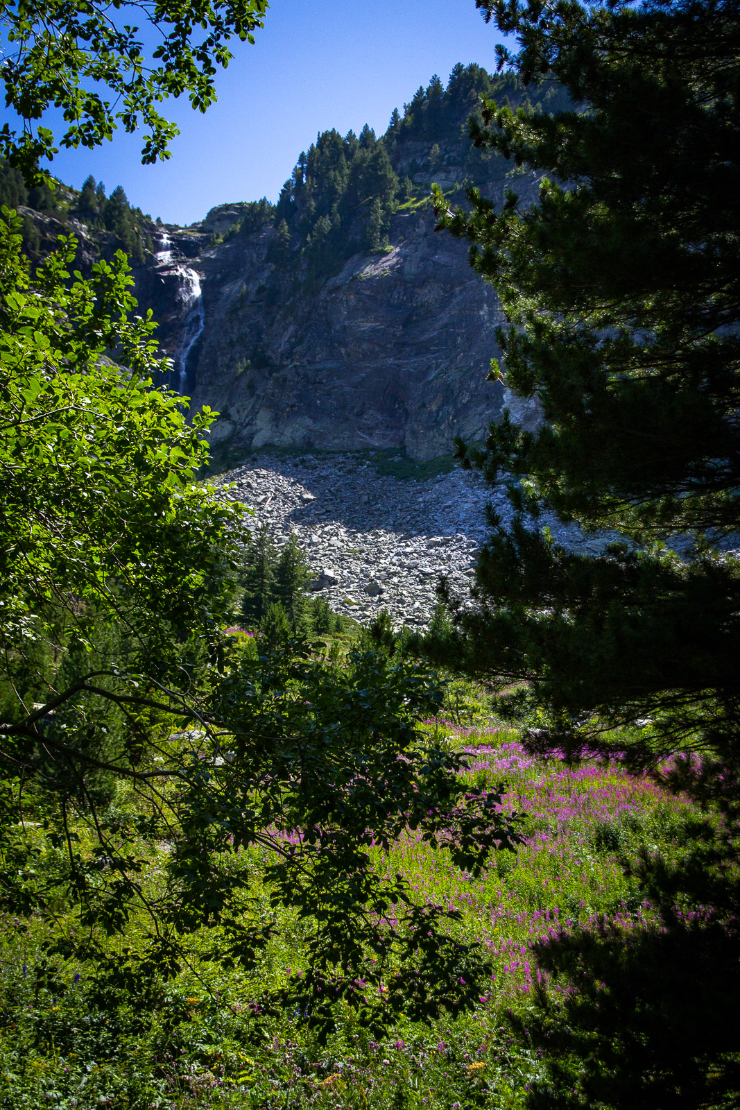 mountain flowers, evergreen trees, and high cliffs with a waterfall falling down