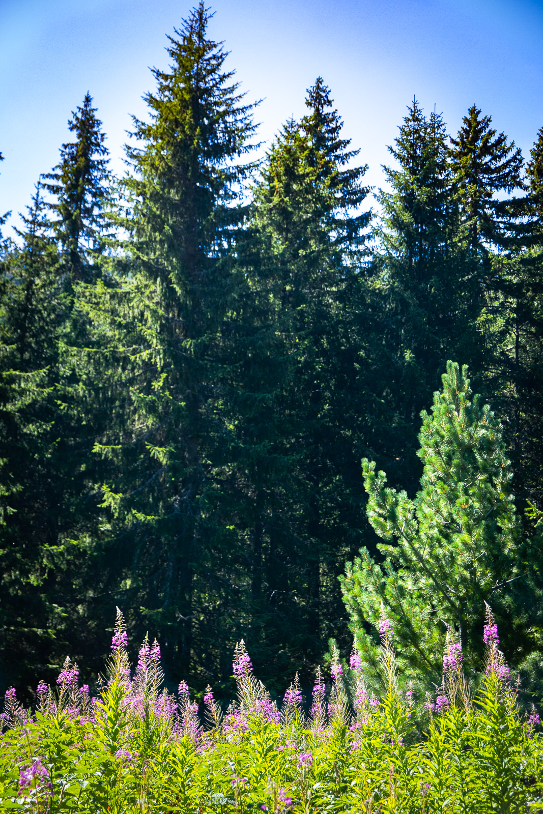 purple mountain flowers and coniferous forest