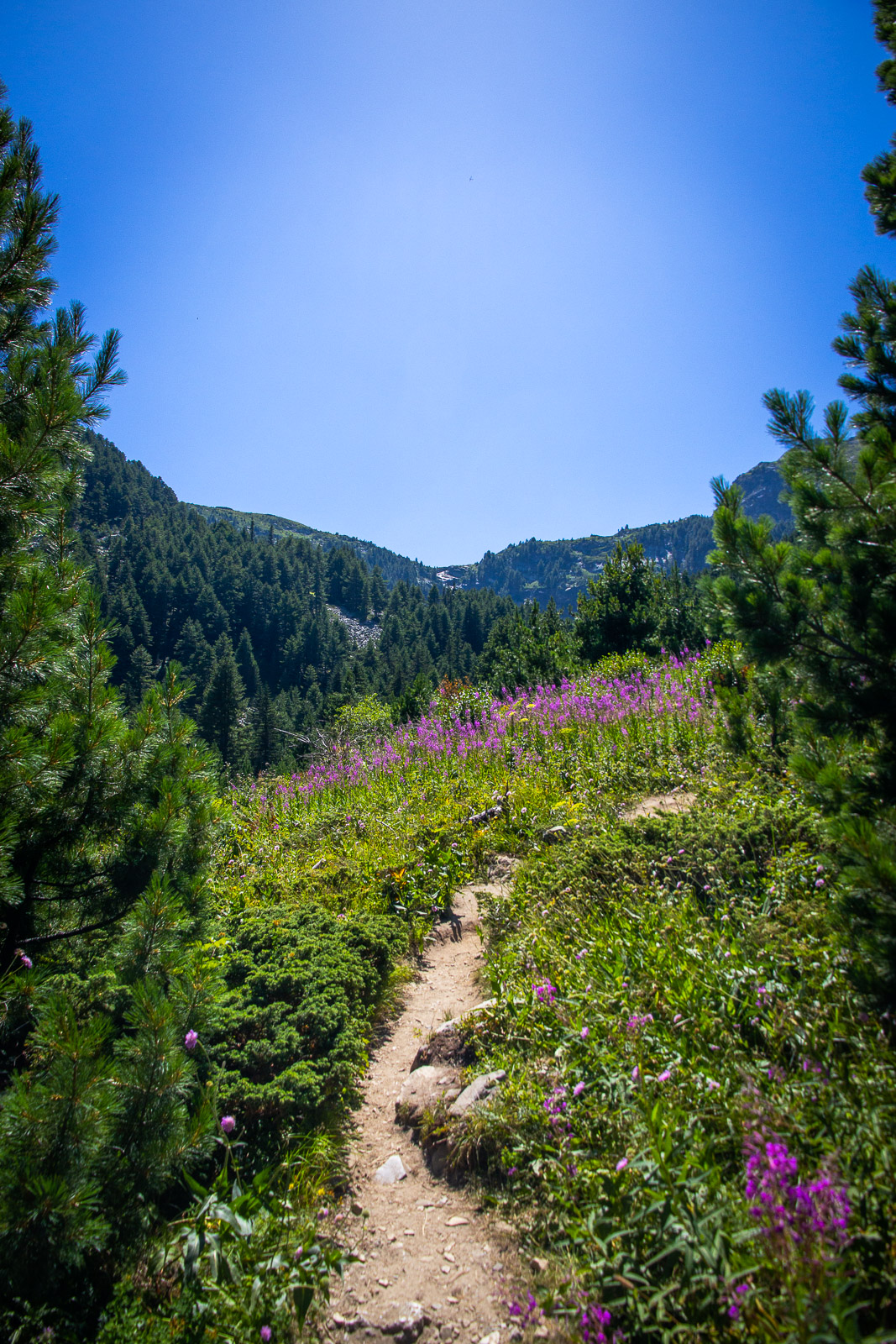 a clear hiking trail in a meadow headed towards a waterfall