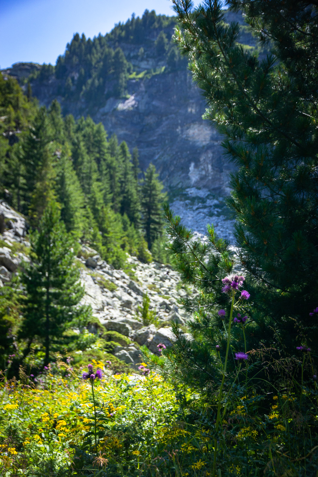 Nature in Rila National park