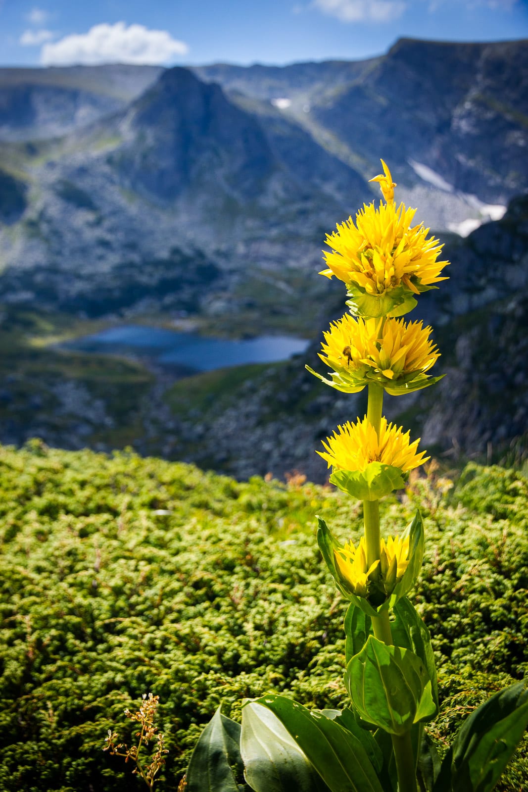yellow mountain flower with a glacial lake and a peak in the background