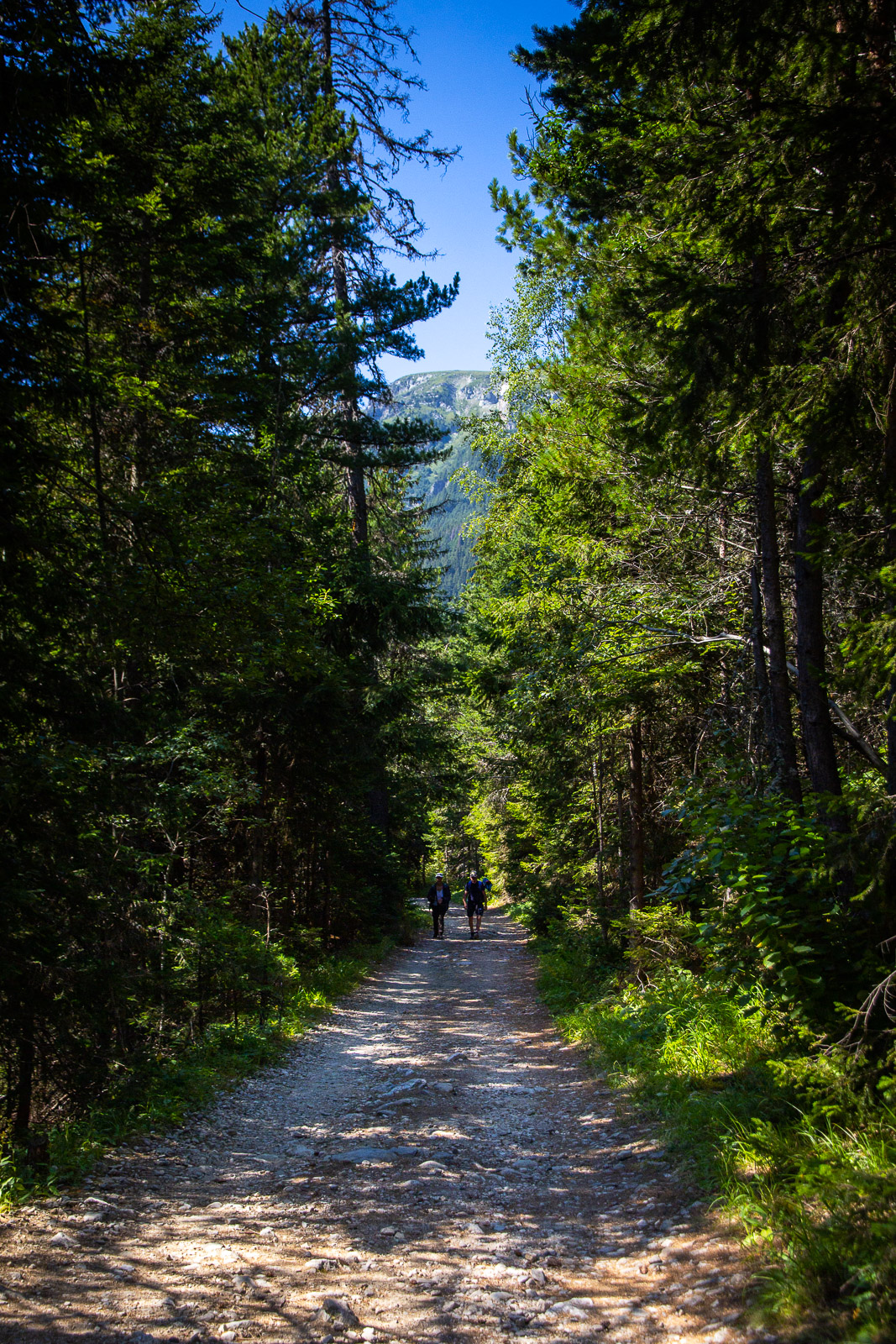 two people walking on a forest path in a coniferous forest