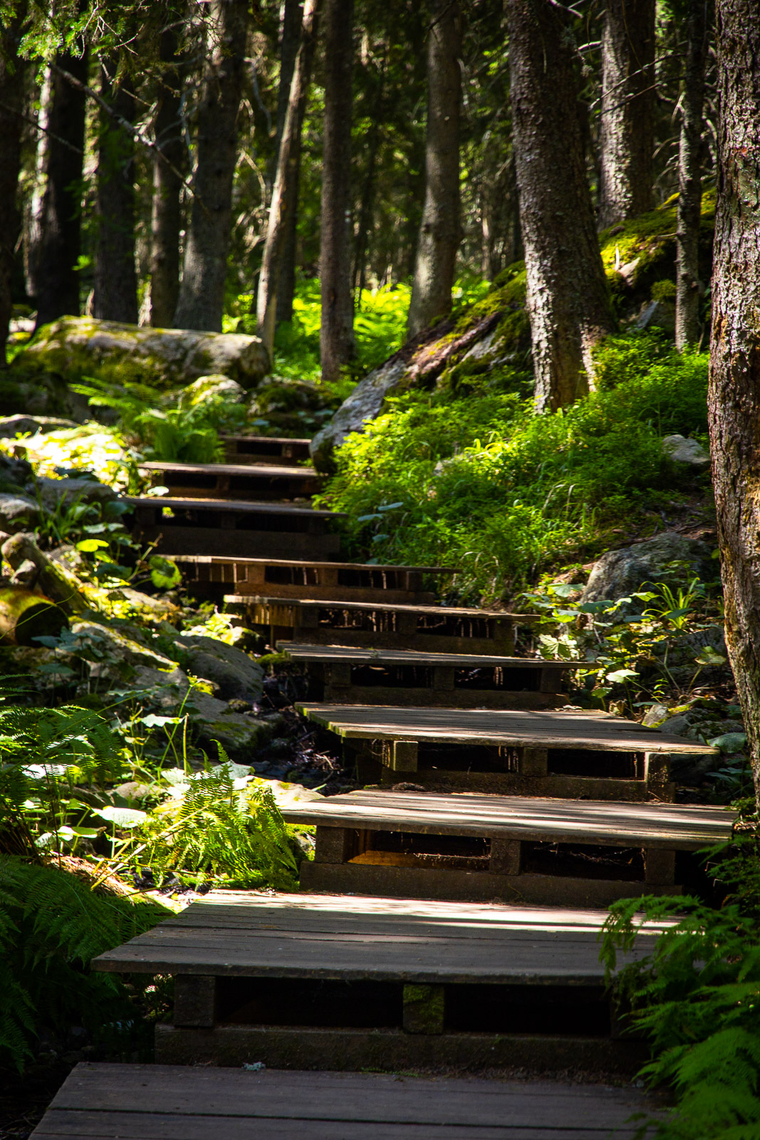 wooden steps in the forest