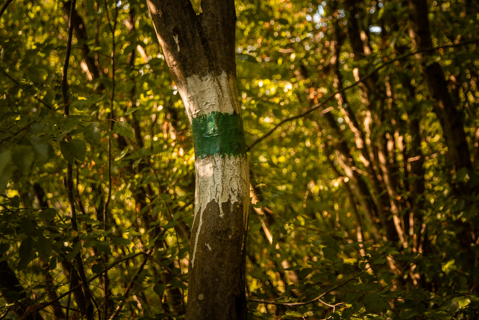 white and green trail marking on a tree in a forest